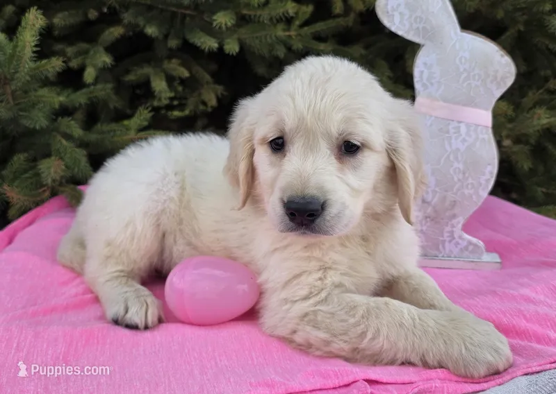 Morgan  – Golden Retriever puppy for sale in Harlan, IN