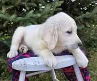 Bender, a male Golden Retriever for sale in Harlan, IN – Photo 3 of 4