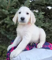 Bender, a male Golden Retriever for sale in Harlan, IN – Photo 1 of 4