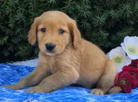 Titus, a male Golden Retriever for sale in Harlan, IN – 2 of 4