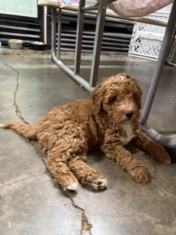 Willie – Goldendoodle puppy for sale in Auburn, KY