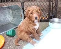 Willie, a male Goldendoodle for sale in Auburn, KY – 2 of 6