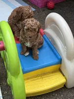 Dolly , a female Goldendoodle and Miniature Goldendoodle for sale in Auburn, KY – 3 of 6