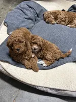 Reba, a female Goldendoodle and Miniature Goldendoodle for sale in Auburn, KY – 8 of 9