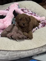 George , a male Goldendoodle for sale in Auburn, KY – 3 of 5