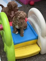 Dolly , a female Goldendoodle and Miniature Goldendoodle for sale in Auburn, KY – 4 of 6