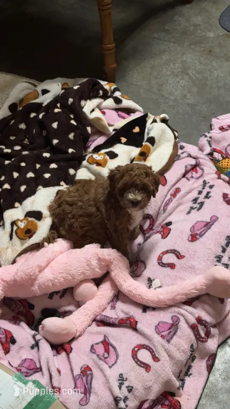 Reba – Goldendoodle, Miniature Goldendoodle puppy for sale in Auburn, KY