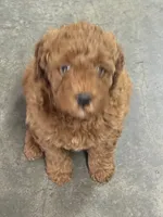George , a male Goldendoodle for sale in Auburn, KY – 4 of 5