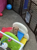 Dolly , a female Goldendoodle and Miniature Goldendoodle for sale in Auburn, KY – 2 of 6