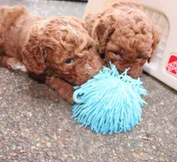 Reba, a female Goldendoodle and Miniature Goldendoodle for sale in Auburn, KY – 4 of 9