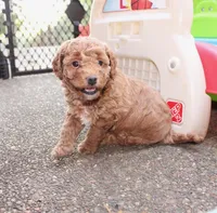 Reba, a female Goldendoodle and Miniature Goldendoodle for sale in Auburn, KY – 7 of 9