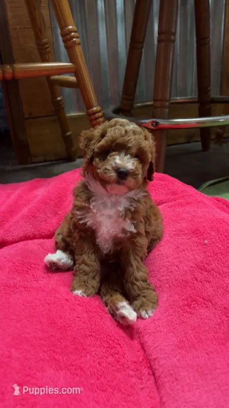 Willie – Goldendoodle puppy for sale in Auburn, KY