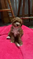 Willie, a male Goldendoodle for sale in Auburn, KY – 1 of 6