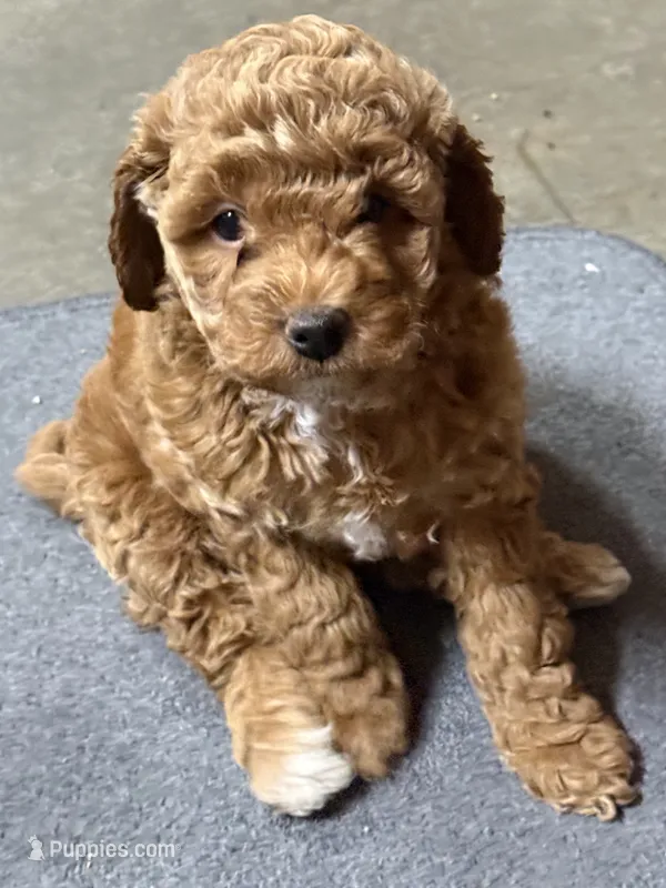 Dolly  – Goldendoodle, Miniature Goldendoodle puppy for sale in Auburn, KY
