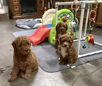Willie, a male Goldendoodle for sale in Auburn, KY – 4 of 6