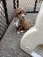 Reba, a female Goldendoodle and Miniature Goldendoodle for sale in Auburn, KY – 6 of 9