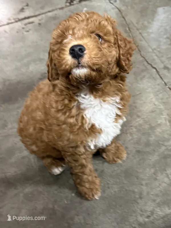 Willie – Goldendoodle puppy for sale in Auburn, KY