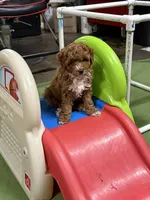 Reba, a female Goldendoodle and Miniature Goldendoodle for sale in Auburn, KY – 5 of 9