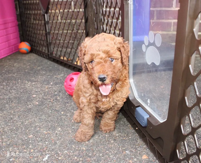 George  – Goldendoodle puppy for sale in Auburn, KY