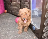 George , a male Goldendoodle for sale in Auburn, KY – 1 of 5