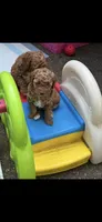 Dolly , a female Goldendoodle and Miniature Goldendoodle for sale in Auburn, KY – 5 of 6