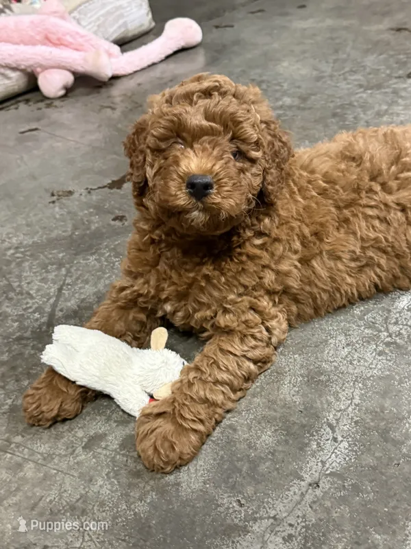 George  – Goldendoodle puppy for sale in Auburn, KY