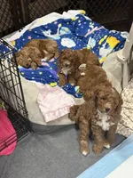Willie, a male Goldendoodle for sale in Auburn, KY – 5 of 6