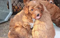 Willie, a male Goldendoodle for sale in Auburn, KY – 3 of 6
