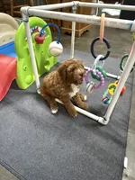 Willie, a male Goldendoodle for sale in Auburn, KY – 6 of 6