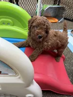 George , a male Goldendoodle for sale in Auburn, KY – 5 of 5