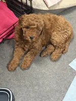 George , a male Goldendoodle for sale in Auburn, KY – 2 of 5