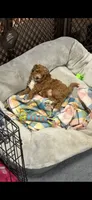 Reba, a female Goldendoodle and Miniature Goldendoodle for sale in Auburn, KY – 9 of 9