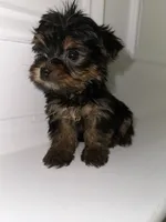 Ace , a male Yorkshire Terrier for sale in Woodstock, GA – 4 of 5