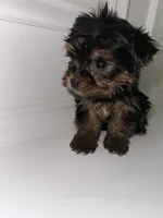 Ace , a male Yorkshire Terrier for sale in Woodstock, GA – 1 of 5