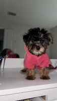 Star, a female Yorkshire Terrier for sale in Woodstock, GA – 2 of 5