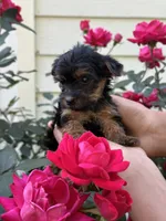 Seven , a female Yorkshire Terrier for sale in Woodstock, GA – 2 of 5