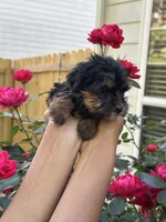 Star, a female Yorkshire Terrier for sale in Woodstock, GA – 3 of 3