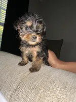 Deuce , a male Yorkshire Terrier for sale in Woodstock, GA – 3 of 3