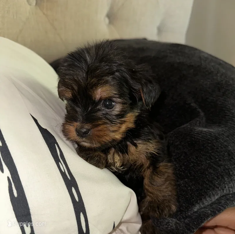 Eleven , a male Yorkshire Terrier for sale in Woodstock, GA – 1 of 4