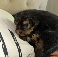 Eleven , a male Yorkshire Terrier for sale in Woodstock, GA – 1 of 4