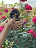 Seven , a female Yorkshire Terrier for sale in Woodstock, GA – 3 of 5
