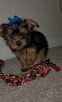 Seven , a female Yorkshire Terrier for sale in Woodstock, GA – 2 of 7