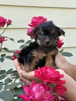 Seven , a female Yorkshire Terrier for sale in Woodstock, GA – 4 of 5