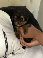 Eleven , a male Yorkshire Terrier for sale in Woodstock, GA – 2 of 4