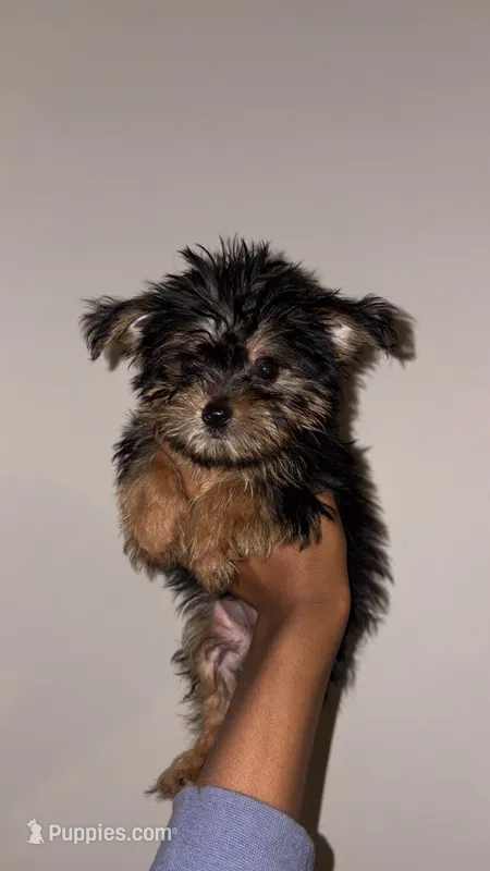 Ace  – Yorkshire Terrier puppy for sale in Woodstock, GA