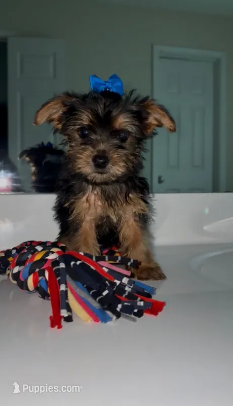 Seven  – Yorkshire Terrier puppy for sale in Woodstock, GA
