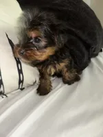 Eleven , a male Yorkshire Terrier for sale in Woodstock, GA – 3 of 4
