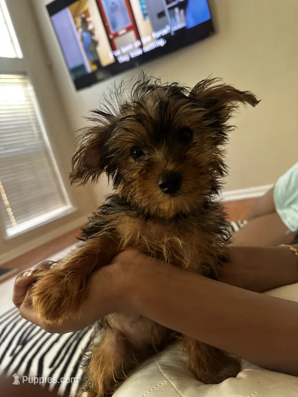 Seven  – Yorkshire Terrier puppy for sale in Woodstock, GA