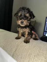 Deuce , a male Yorkshire Terrier for sale in Woodstock, GA – 1 of 3