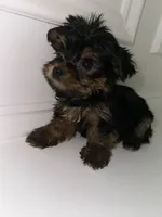Ace , a male Yorkshire Terrier for sale in Woodstock, GA – 3 of 5